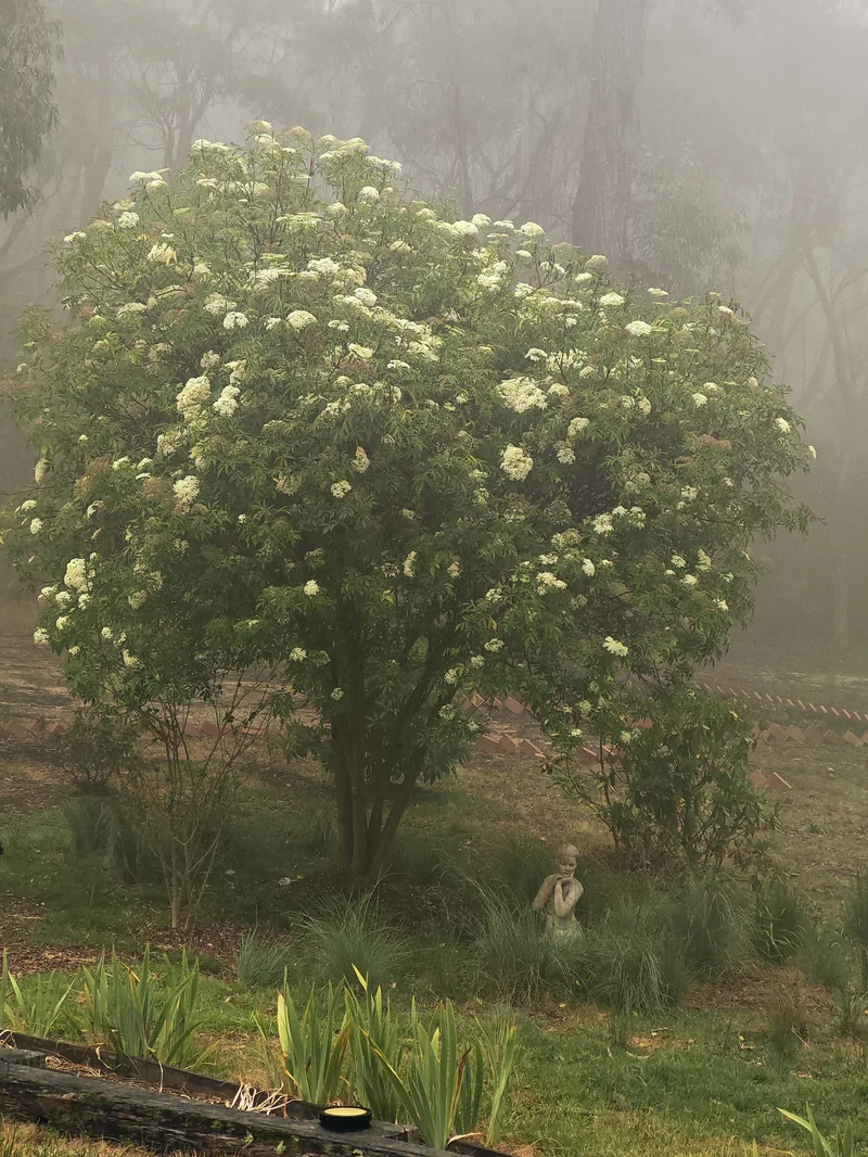 Mountain forest and a flowering garden tree softened by mist at Eagle's Nest